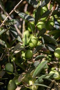 lush-green-olives-hang-from-branches-amidst-vibrant-foliage-sunny-day-mediterranean-grove