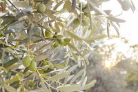 olive-tree-branch
